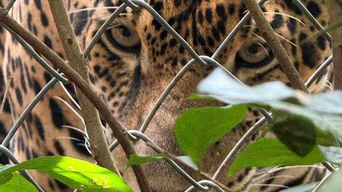 Exploring Benefits of Link Gacor centrorescatelaspumas.org