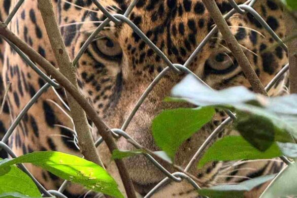 Exploring Benefits of Link Gacor centrorescatelaspumas.org