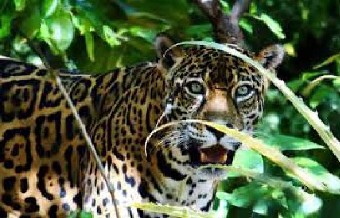 Link Gacor CentroRescateLasPumas.org