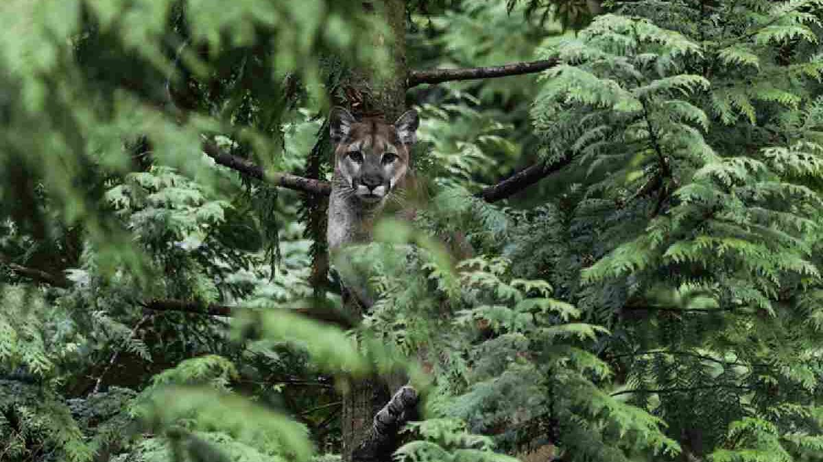 Link Gacor CentroRescateLasPumas.org: What It Is and Why It Matters