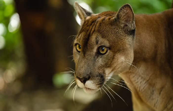 Link Gacor centrorescatelaspumas.org 